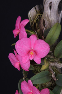 Cattleya wittigiana Diamond Orchids AM 81 pts.